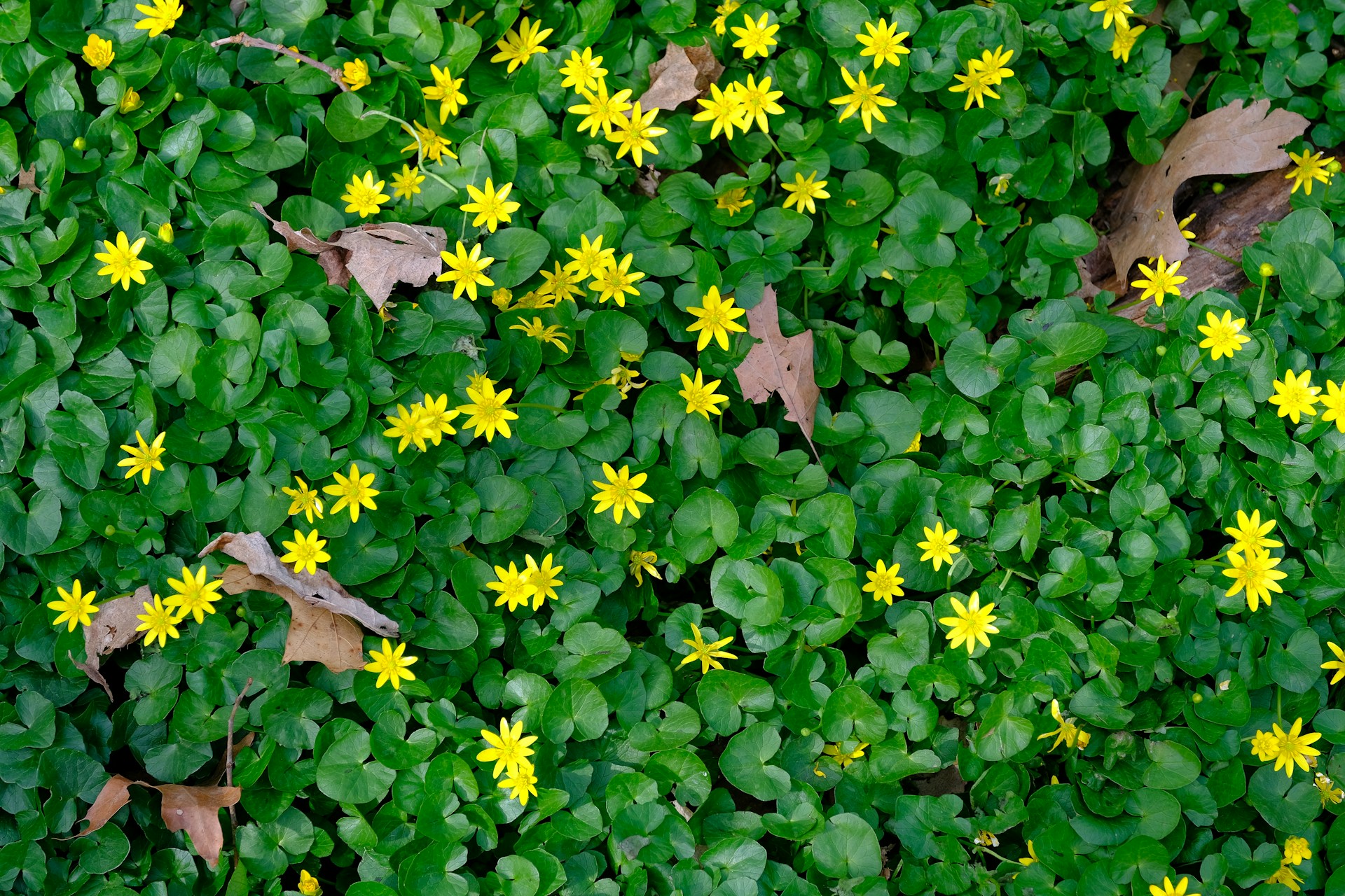 Gardening with Dr. Joe White Choose Ground Cover Plants For Shady