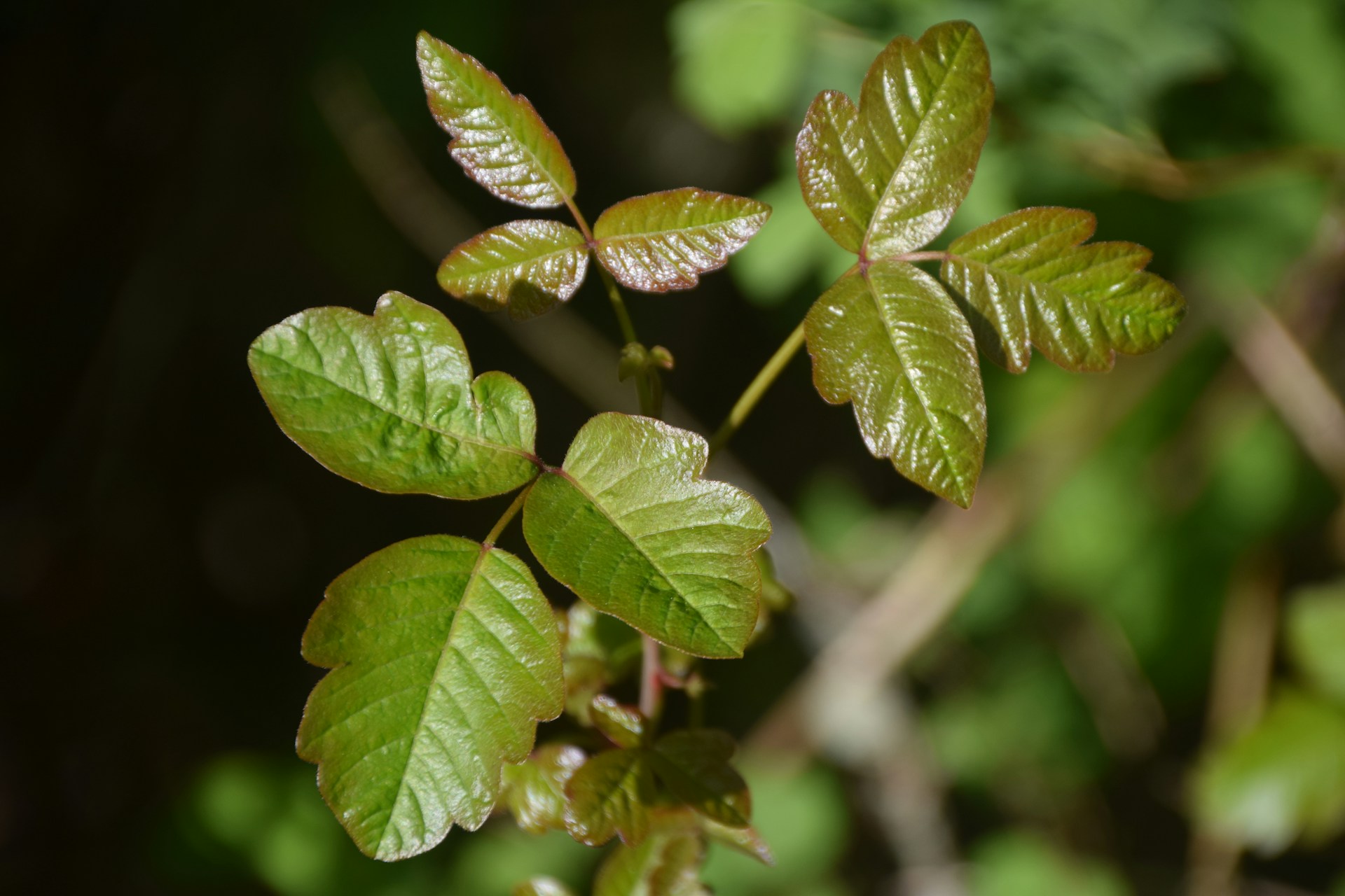 Gardening with Dr. Joe White: Beware of Poisonous Plants – Bossier ...